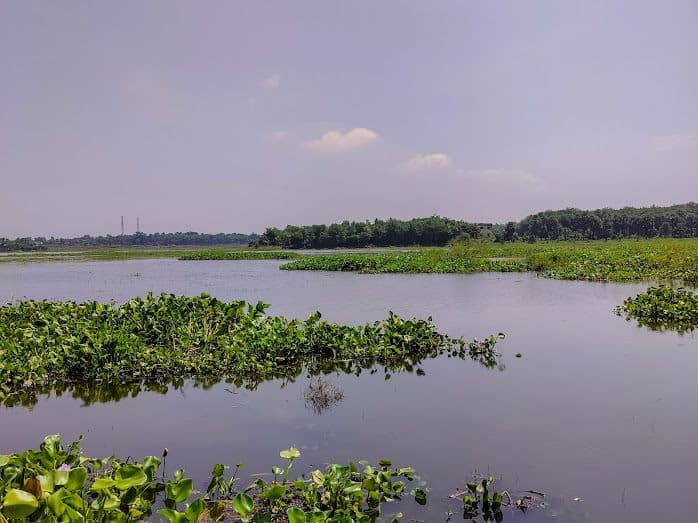 Calm water of Udhwa Lake dotted with floating water hyacinth under a lilac evening sky