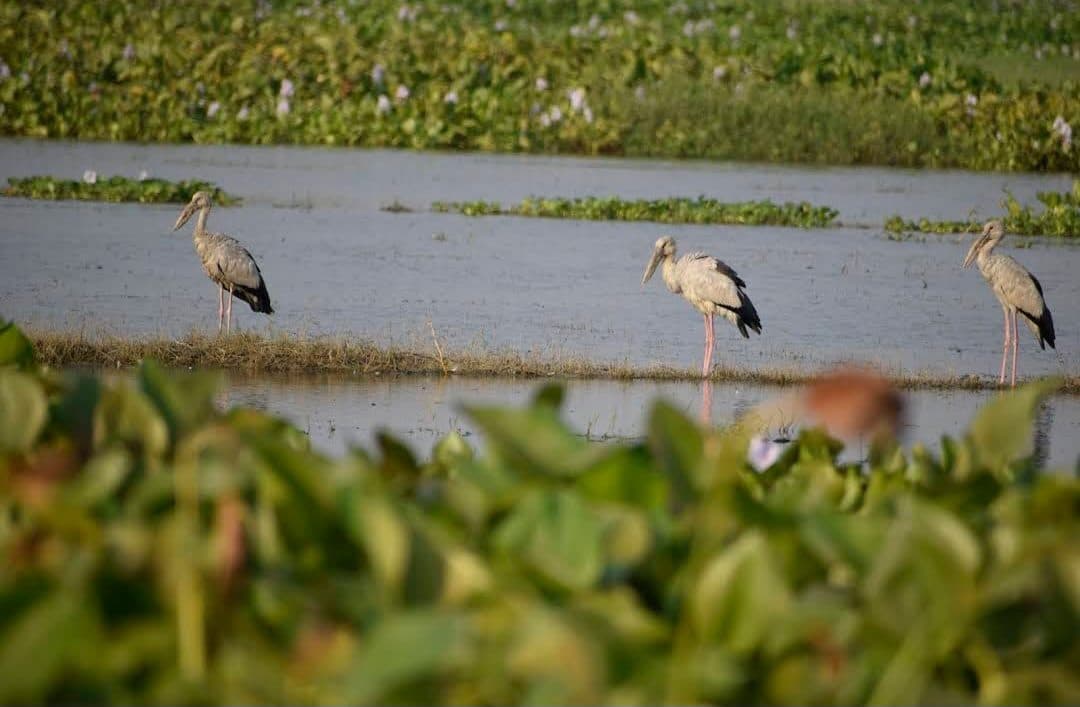 Asian openbill storks wading in the shallow water of Udhwa Lake Bird Sanctuary